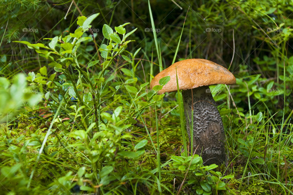 Red mashroom