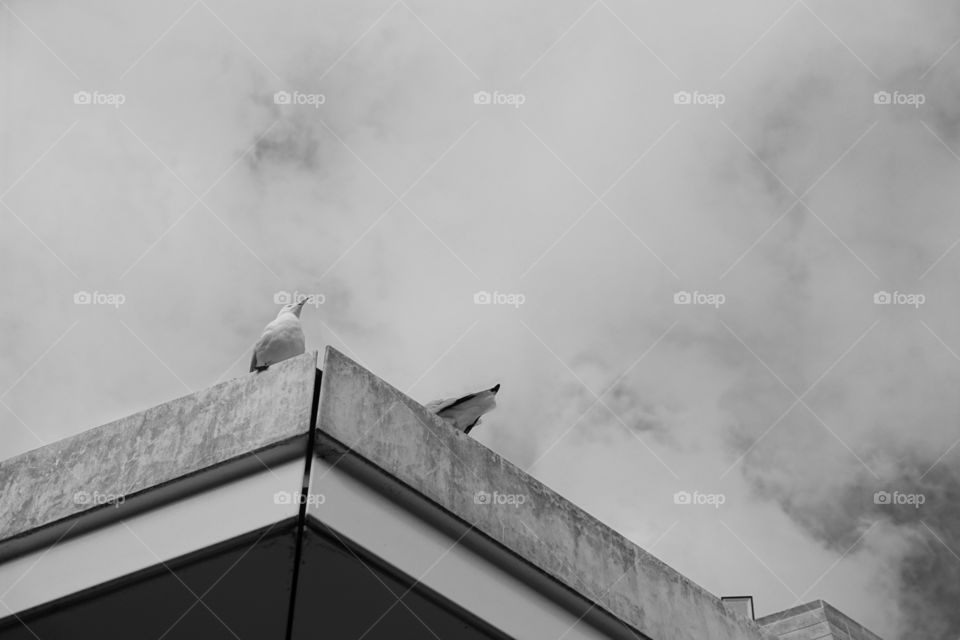 Two seagulls on the roof. Monochrome image.