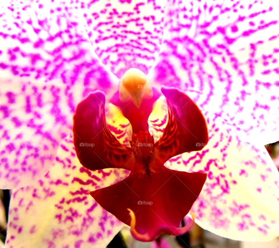 orchid heart