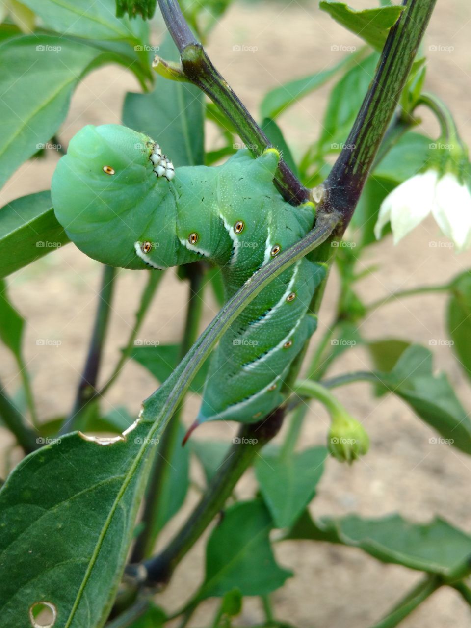 View of green warm on branch of plant