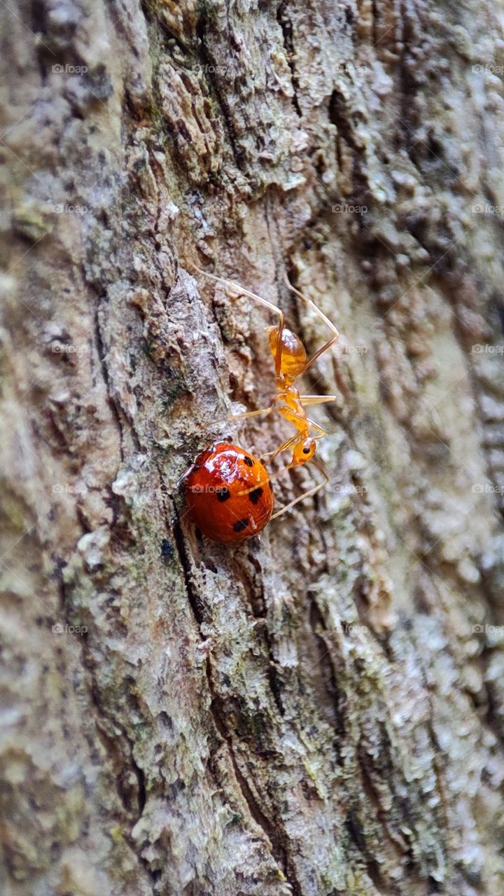 Ants disturbing a ladybug, walking away lady without accepting proposal