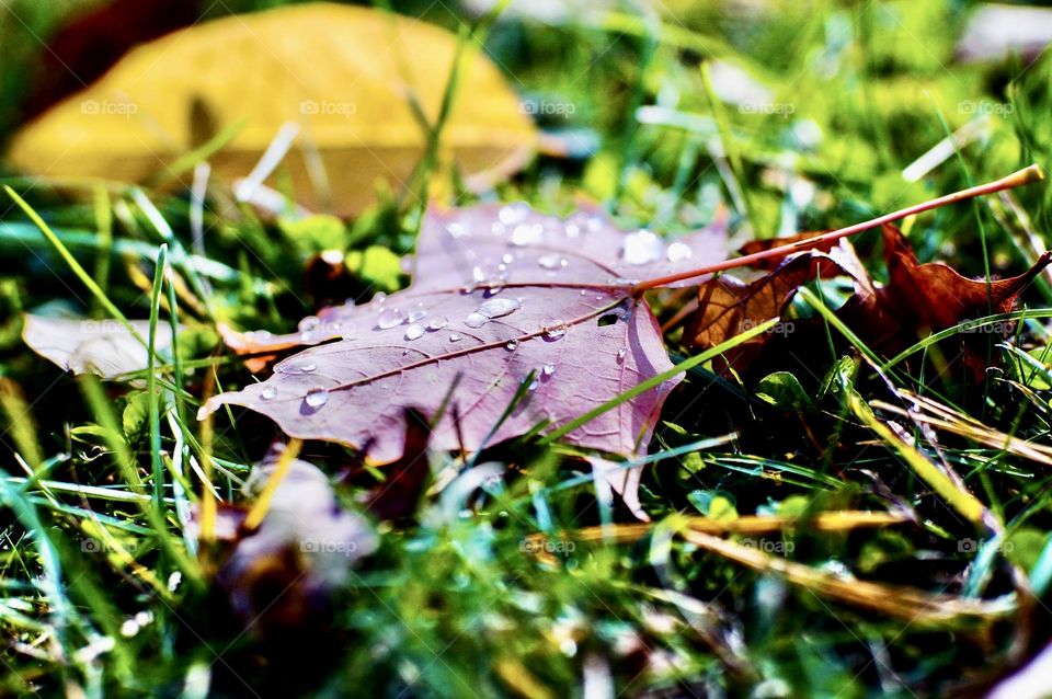 Closeup of the back of a red maple leaf covered in dew.