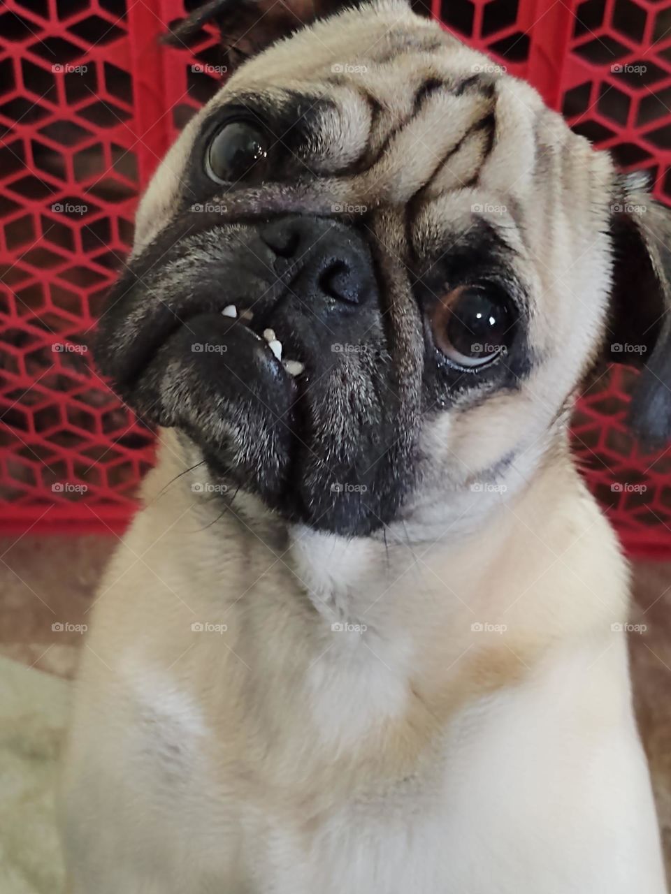 Curious Pug