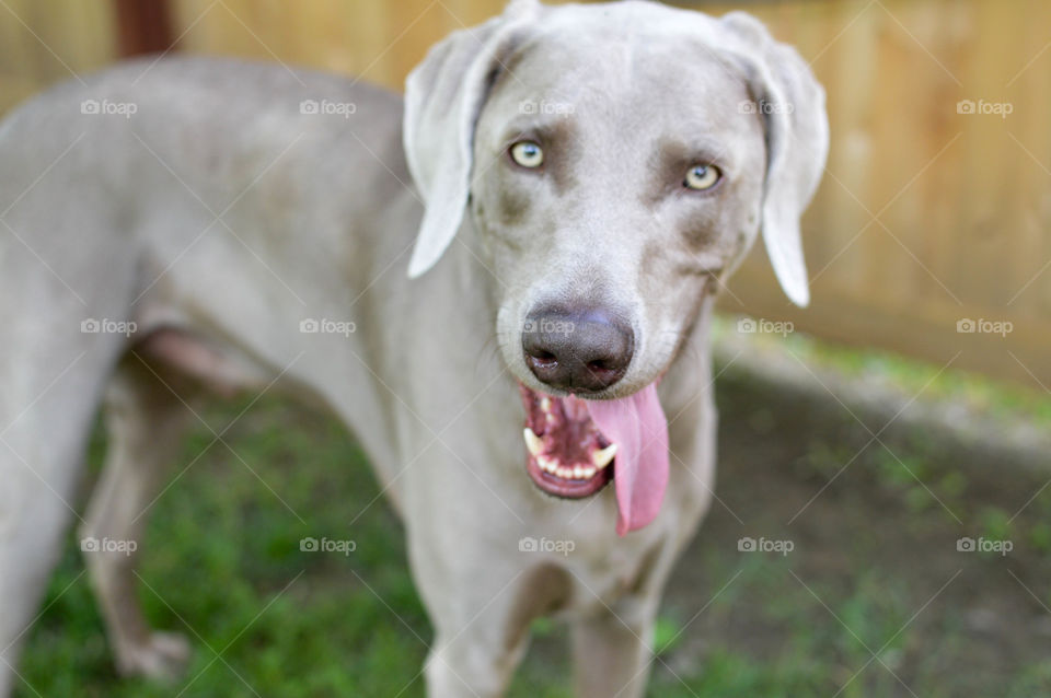 Weimaraner dog outdoors with his tongue hanging out