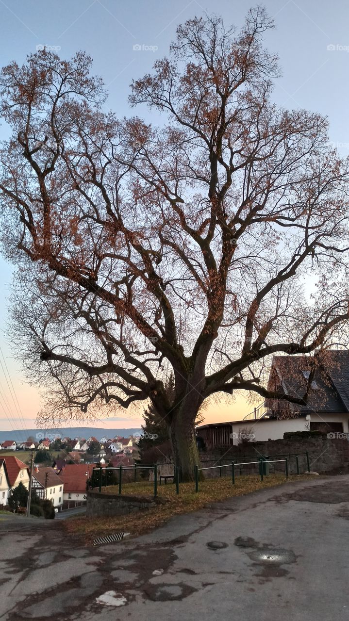 Baum in Kühndorf Thüringen Deutschland