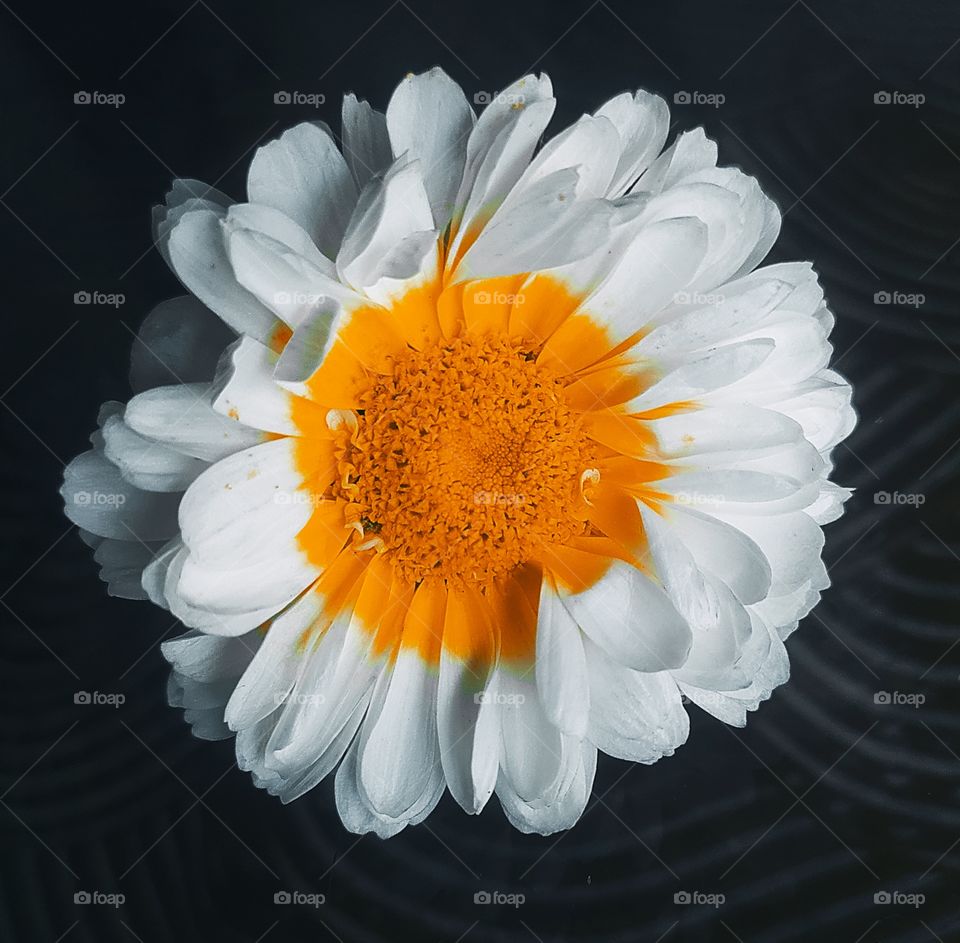 White Beauty Flower Shot on Camera