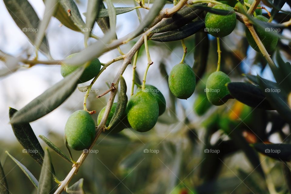 Olives 