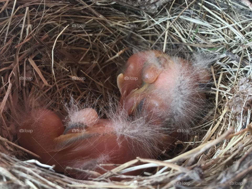 Baby birds freshly hatched