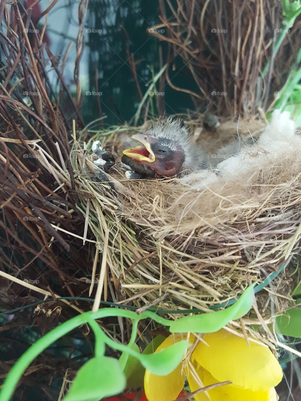 Nest, Bird, Egg, Nature, Animal