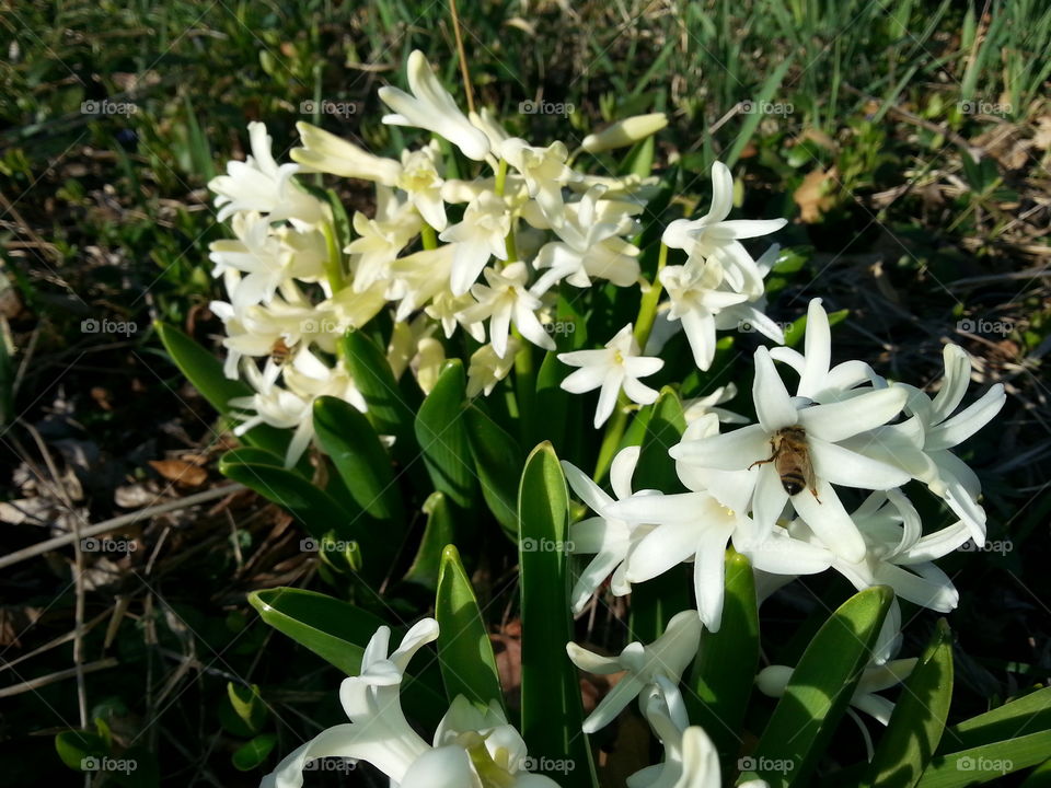 Hard Workers. Two honey bees gather pollen for their hive.