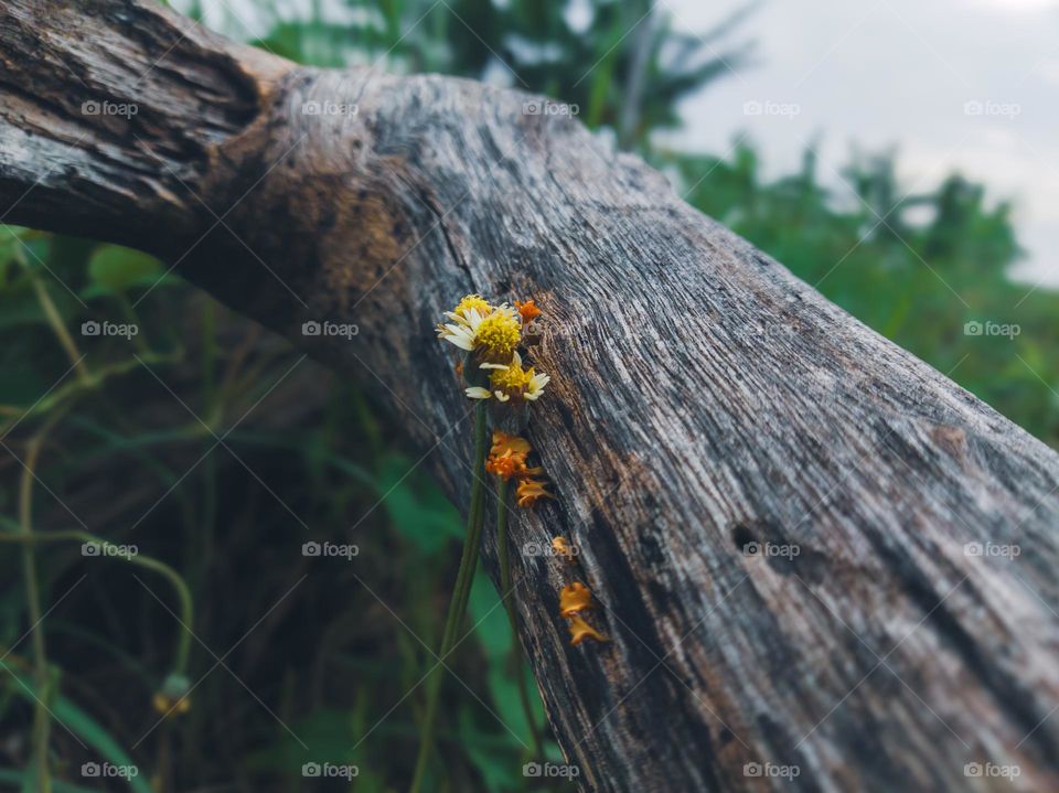 flowers attached to old tree trunks