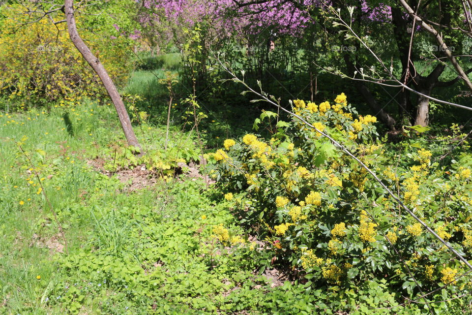 flowers