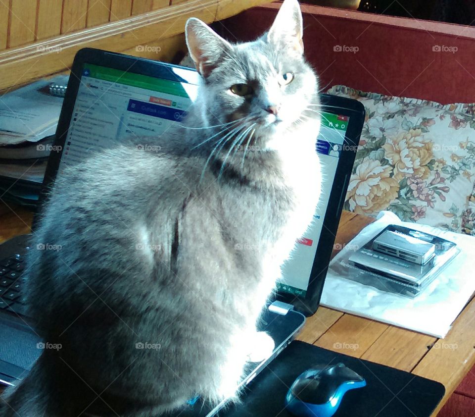 laptop cat