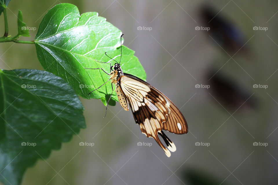 Butterfly resting on a green leaf