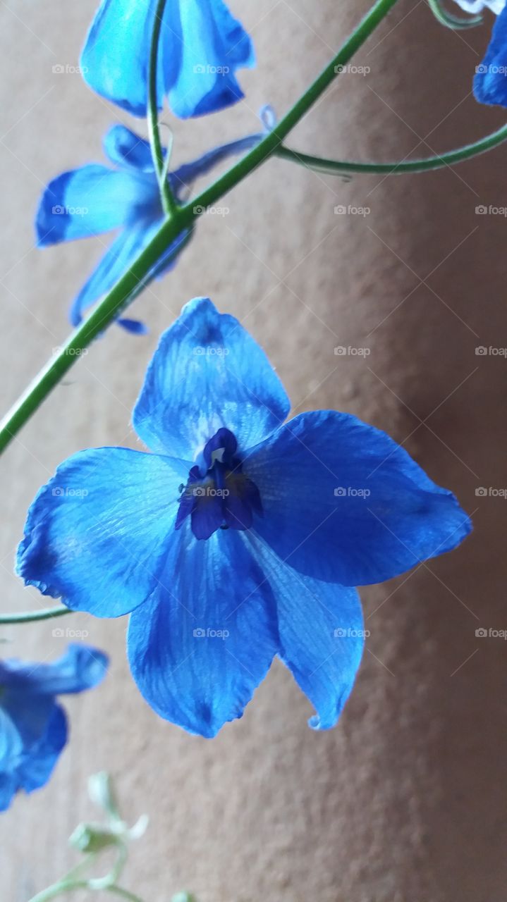 Blue flower backlit