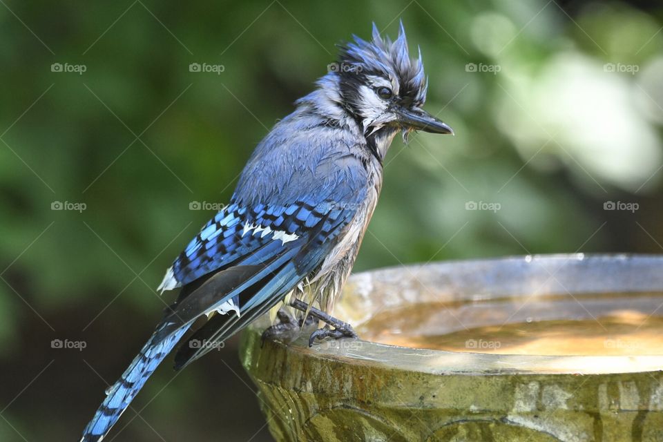 Blue Jay in my yard 