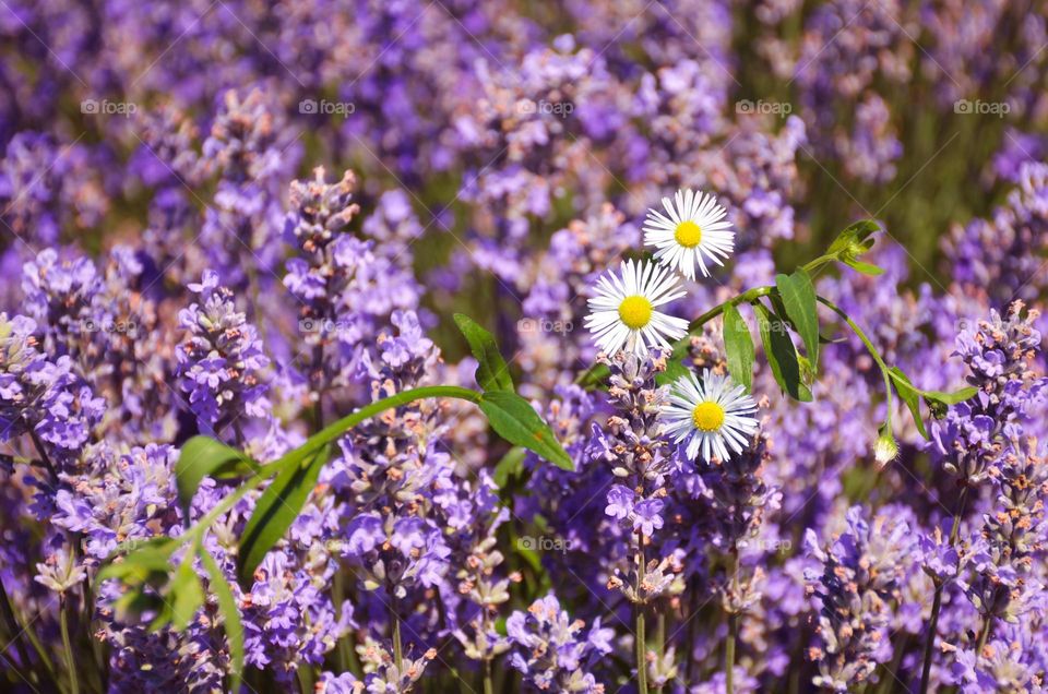 Daisies in lavender field