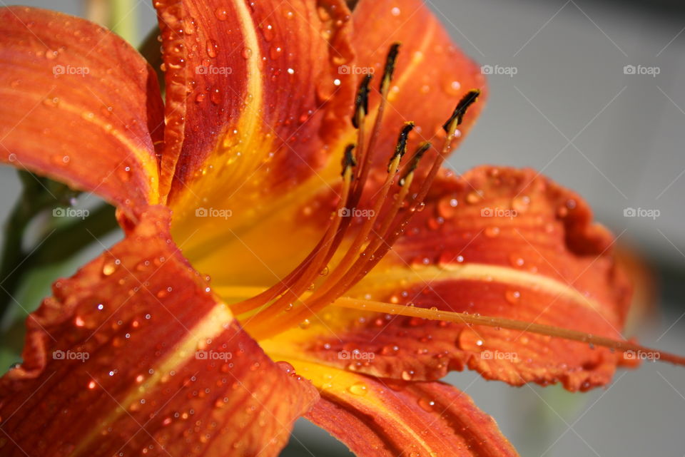 Bright, colorful tiger lily posing after a warm summer's rainstorm [original photo].