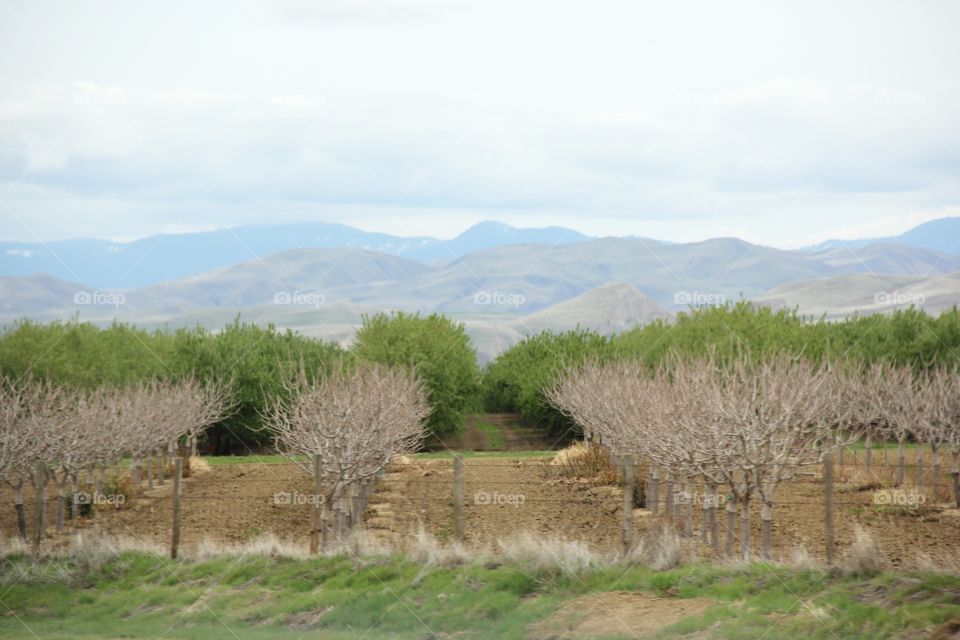 Landscape with fruit trees, spring 