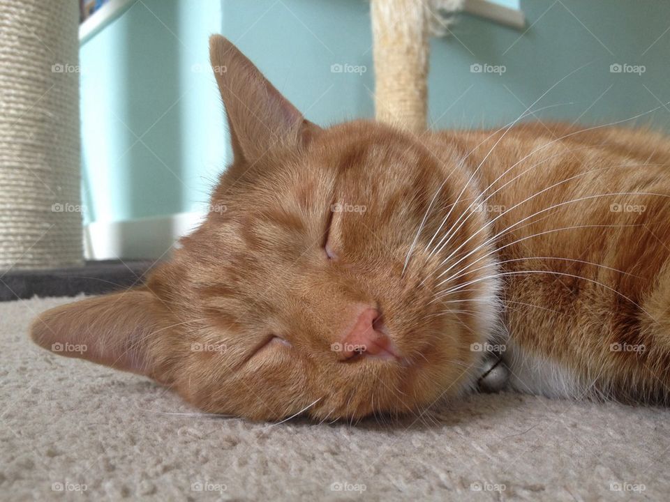 Sleeping cat 