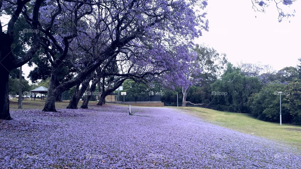 Jacaranda Tree Purple  Magic