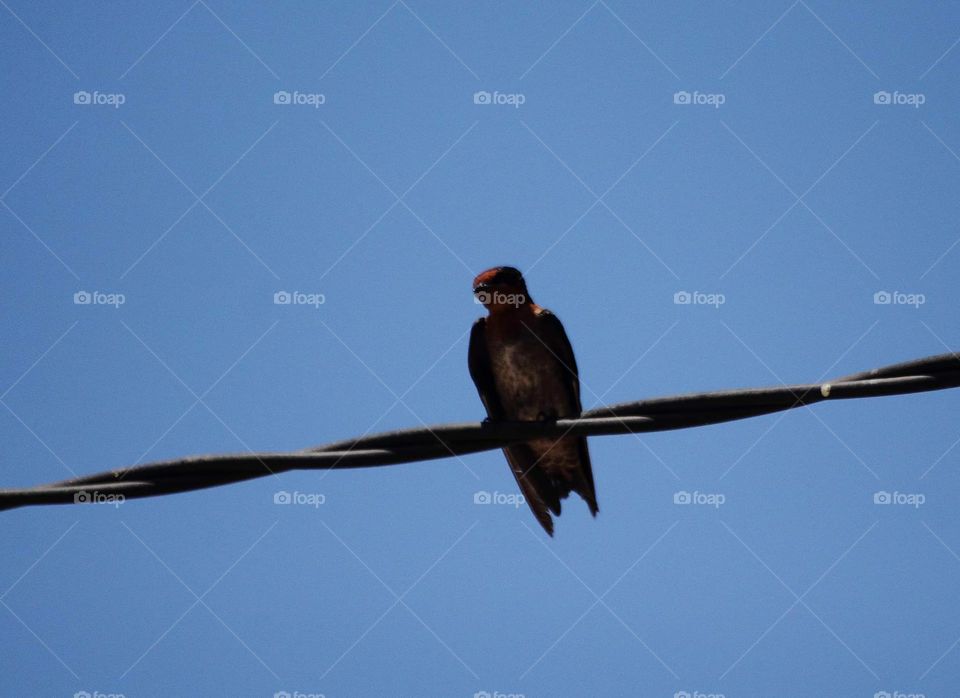 Pacific swallow. Looks for similar body character with the barn swallow is. Interest to perch soliter at the lined cable where's not far from sea & with the other site group in number of .