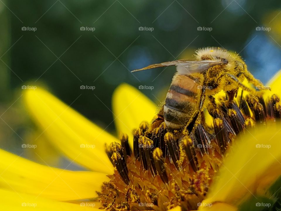 Angled macro back view of a honeybee pollinating a yellow common sunflower