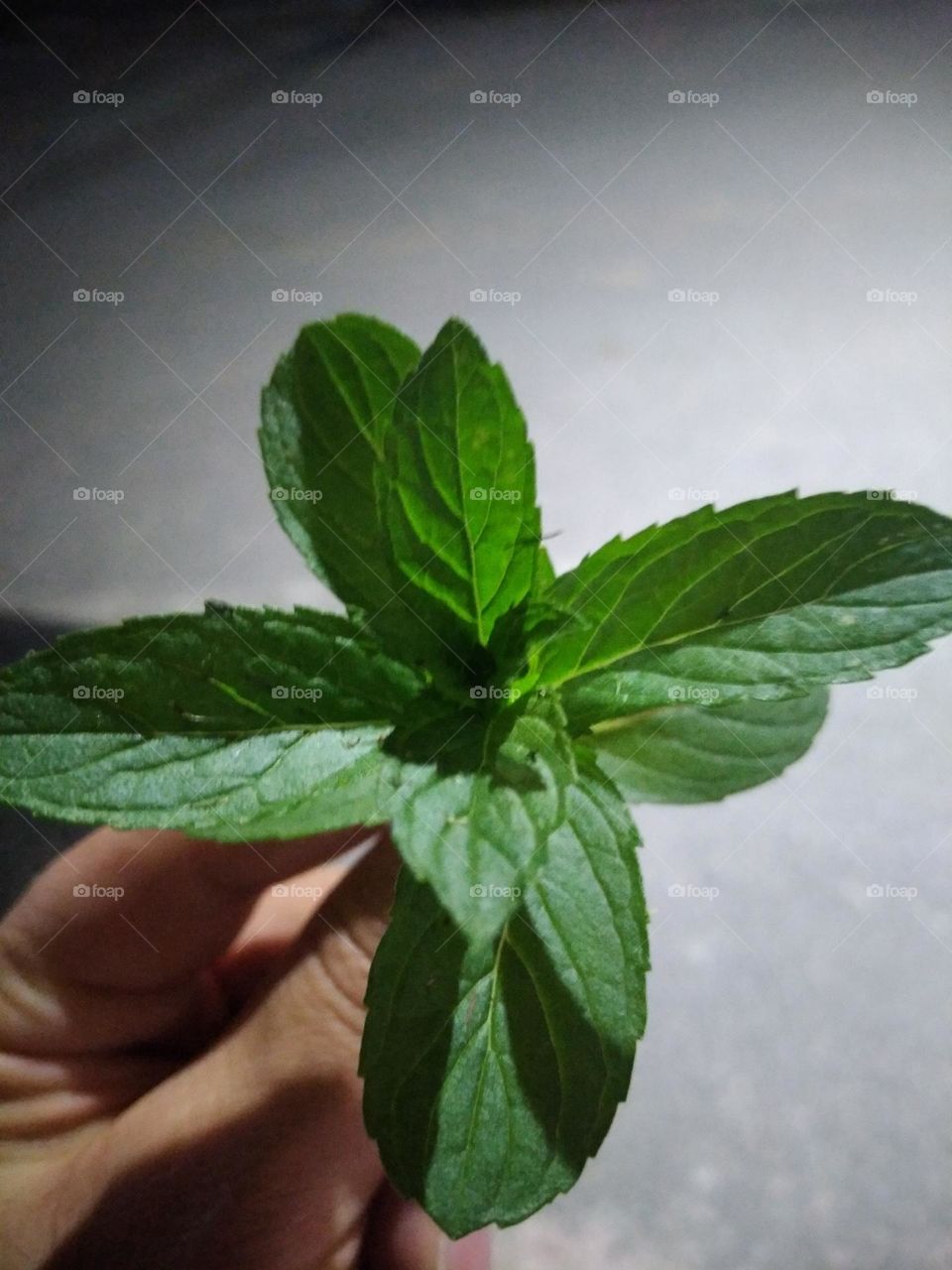 Mint leaf