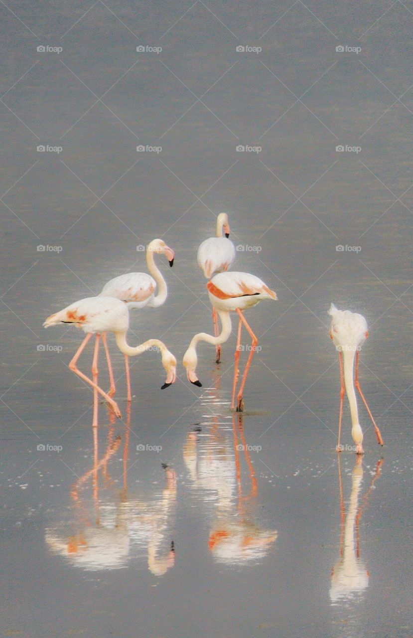 The flamingos arrive to Cyprus every winter, giving a wonderful sight to locals and tourists. 
