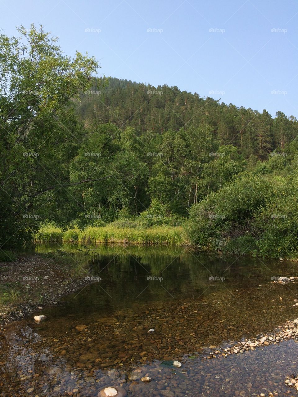 Water in the forest