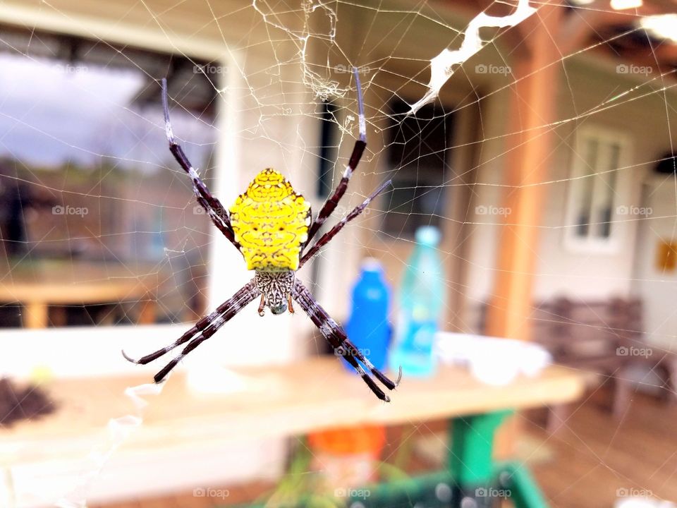 Backyard spider,Big Island