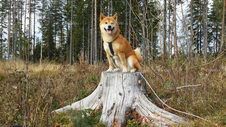 Dog sitting on tree stump