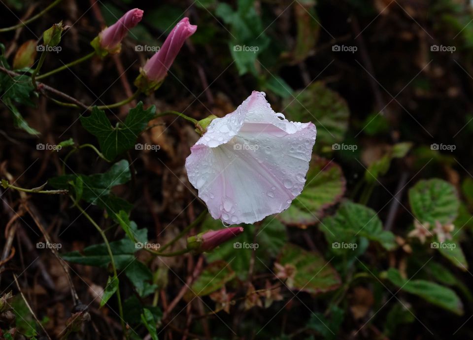 Droplets on petals afters a rainfall