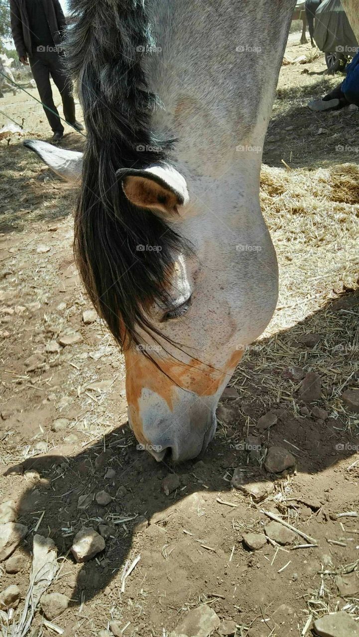 Head of a  horse.