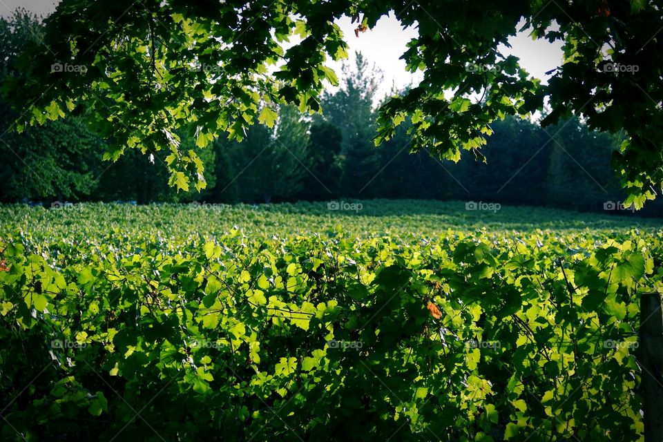 Vine plants growing on agriculture field