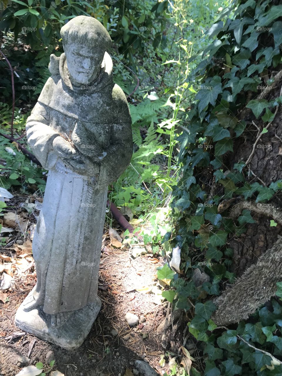 St Francis Garden statue + IVY