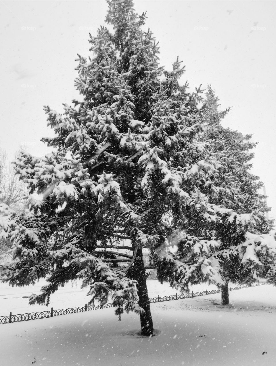 Winter, Snow, Tree, Frost, Fir