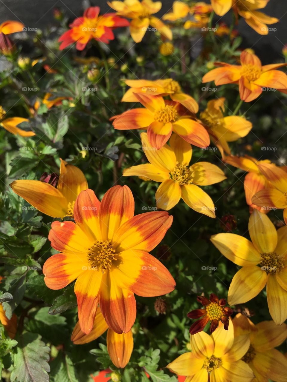 Yellow and orange flowers