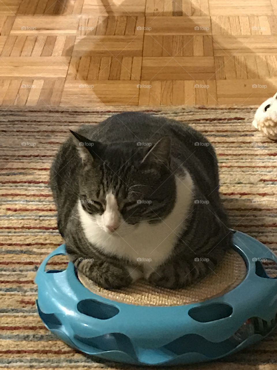 Napping on the favorite toy!