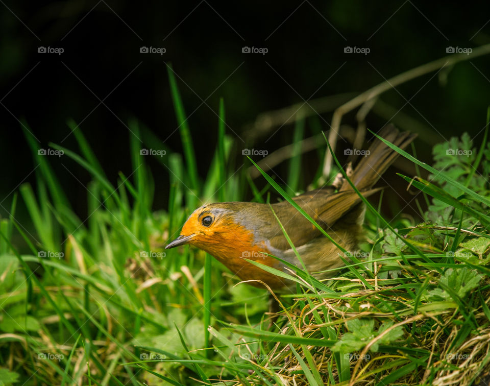 Bird, Wildlife, Nature, Robin, Animal