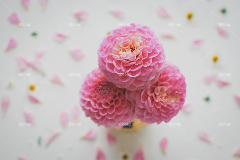 Dahlia summer icecream - pink flower daisy cone