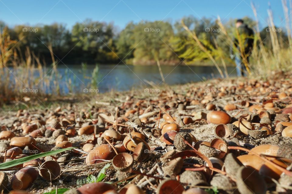 Acorns on the floor