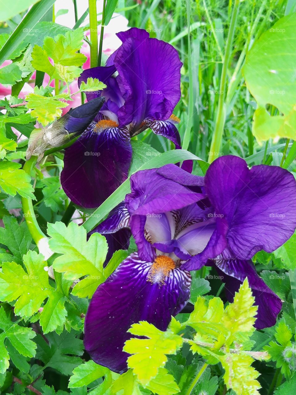 deep purple iris flowers  among green  leaves