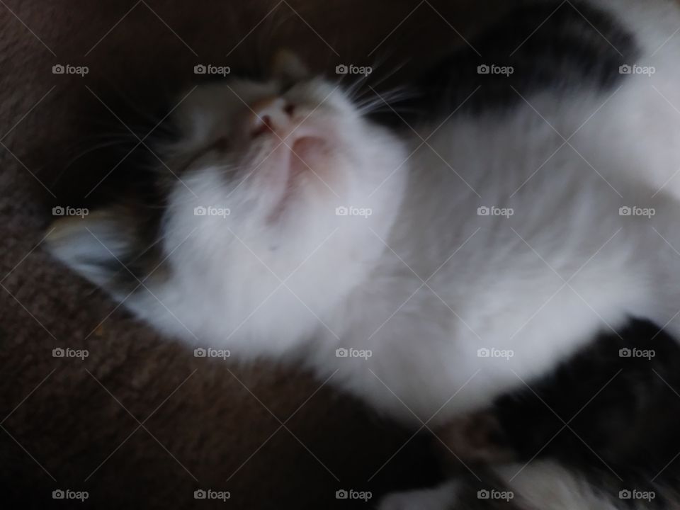 sleeping kitten