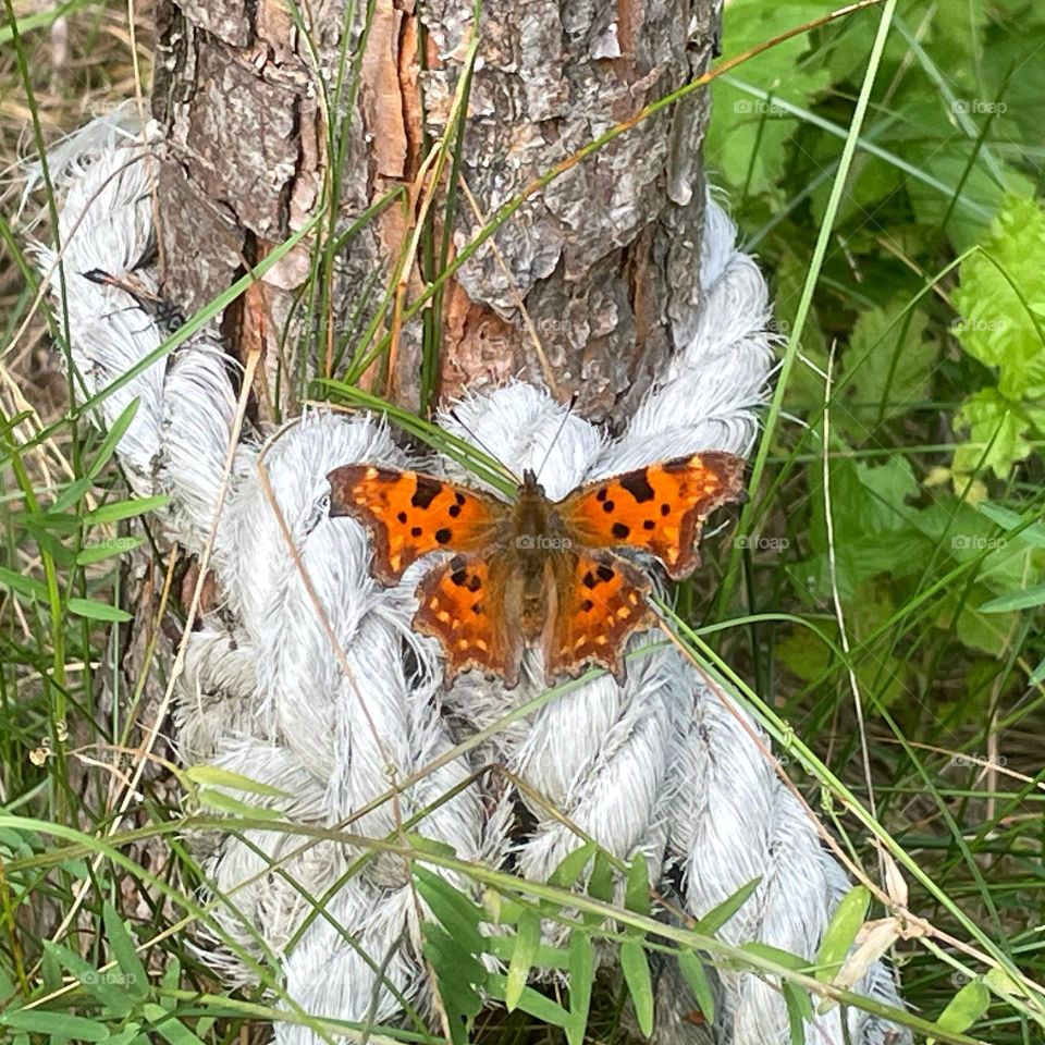 Orange butterfly