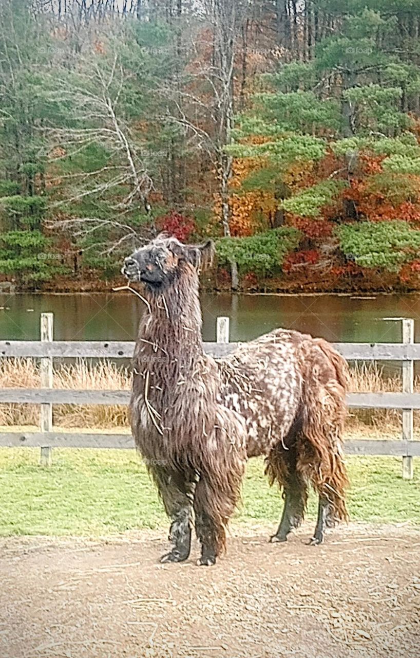 Llama King of the Hill