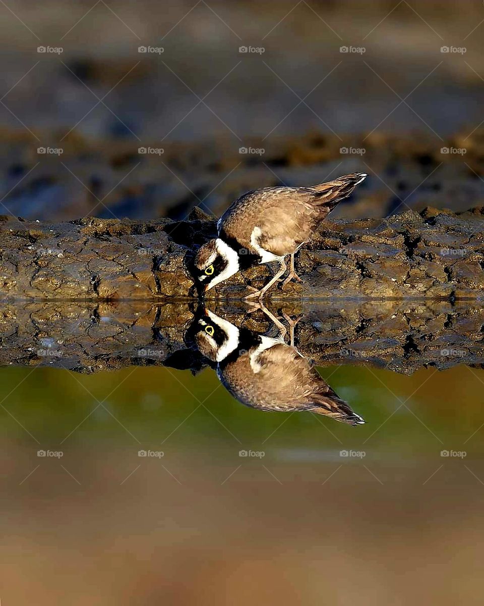 Close up on a Plover and its reflection in the pond of Sarzeau