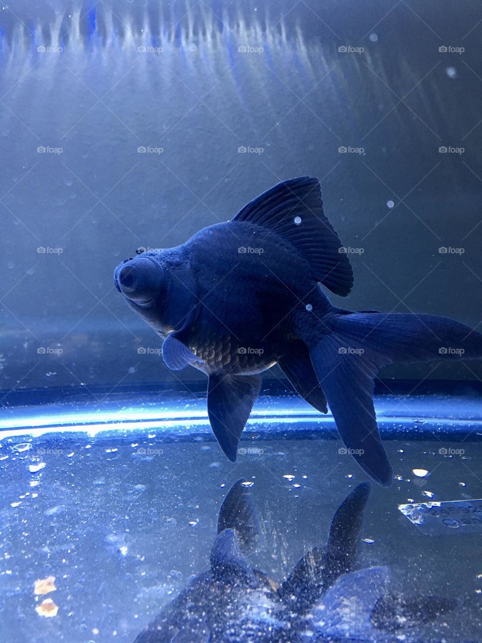 Aquarium black fish with big eyes