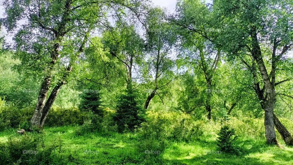 Green wolds 