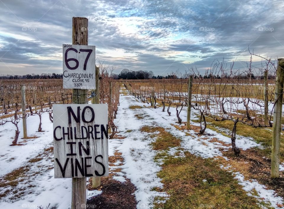Grape vineyard at Working Dog Winery in NJ in the winter